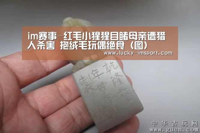 im赛事-红毛小猩猩目睹母亲遭猎人杀害 抱绒毛玩偶绝食(图)(图1) im体育官方在线入口