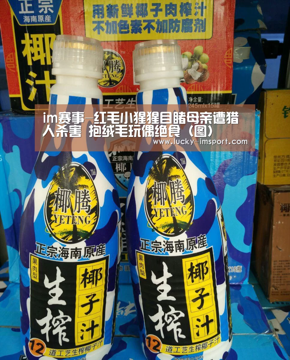 im赛事-红毛小猩猩目睹母亲遭猎人杀害 抱绒毛玩偶绝食(图)(图2) im赛事